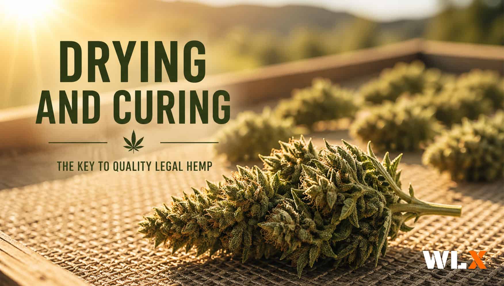 Drying and Curing THCa Flower: The Complete Guide (2026)