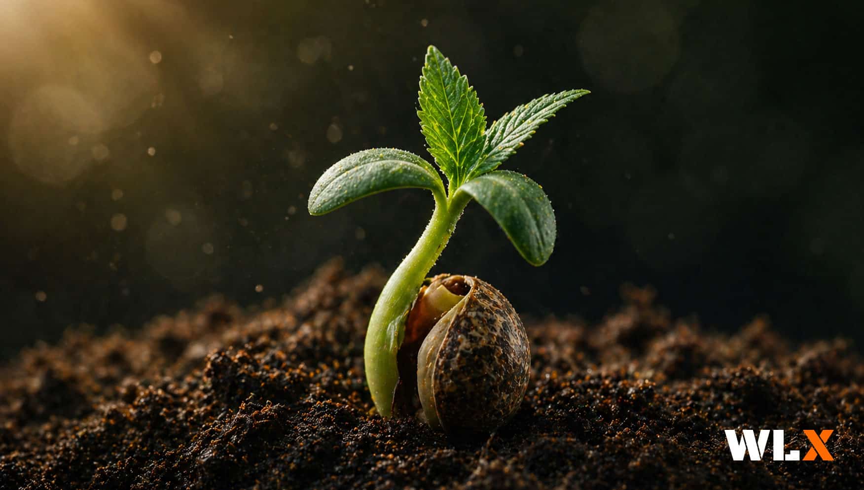 How THCa Flower Is Made: Seed to Shelf (2026)